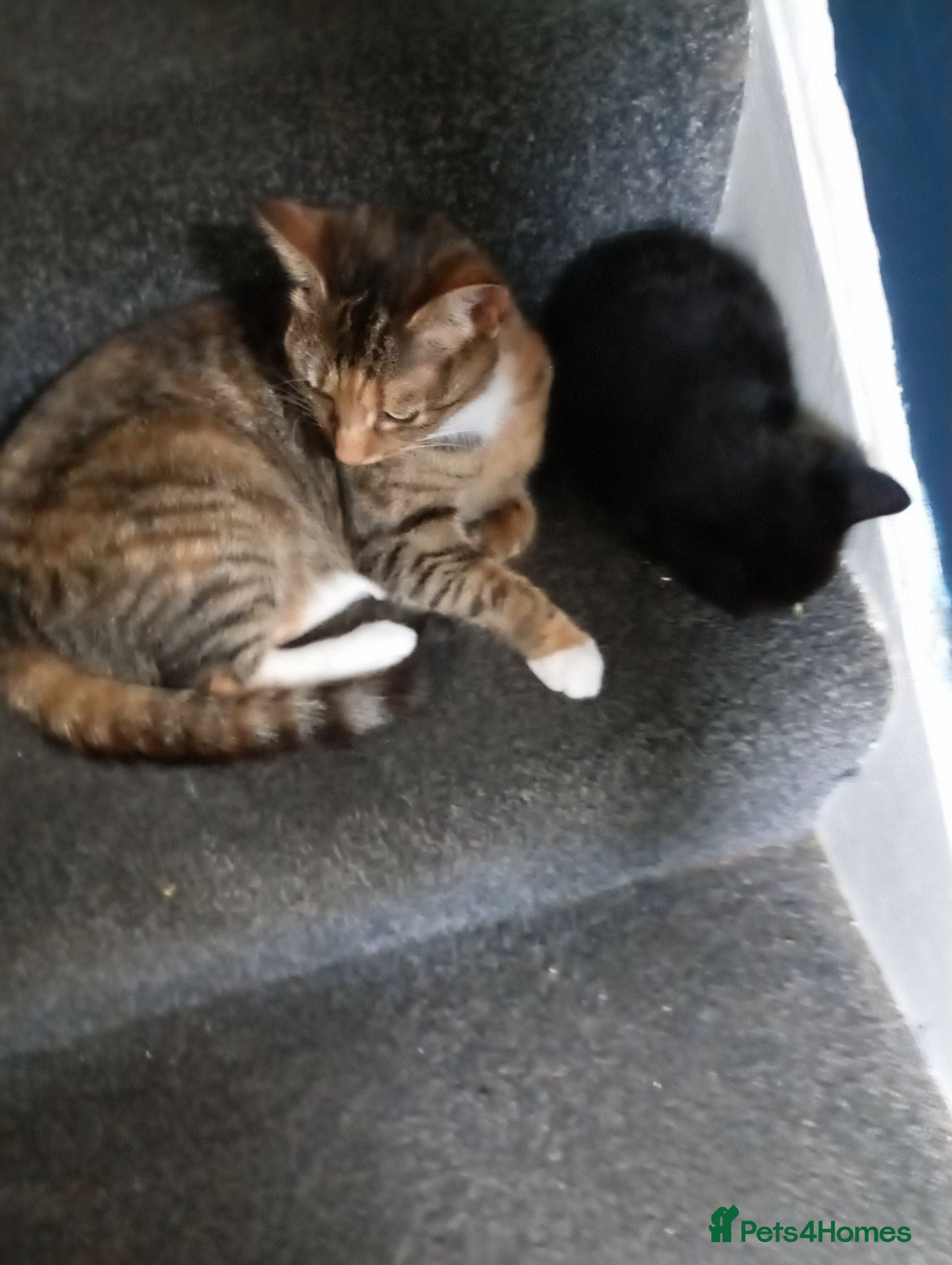Mixed Breed cats Kitchen - Advert 1
