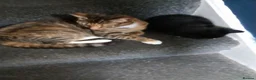 Mixed Breed cats for sale: Kitchen - Advert 1