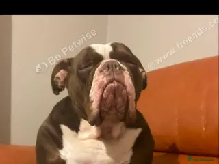 English Bulldog dogs English Bull Dog - Advert 2