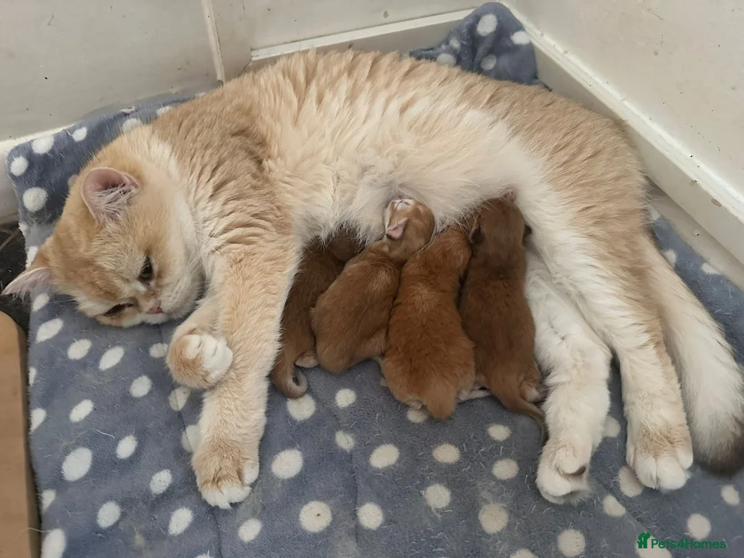 British Shorthair cats for sale: GCCF reg Chocolate And Black Golden Kittens - Advert 1