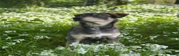 Mixed Breed dogs for sale: Red fox/husky male - Advert 3