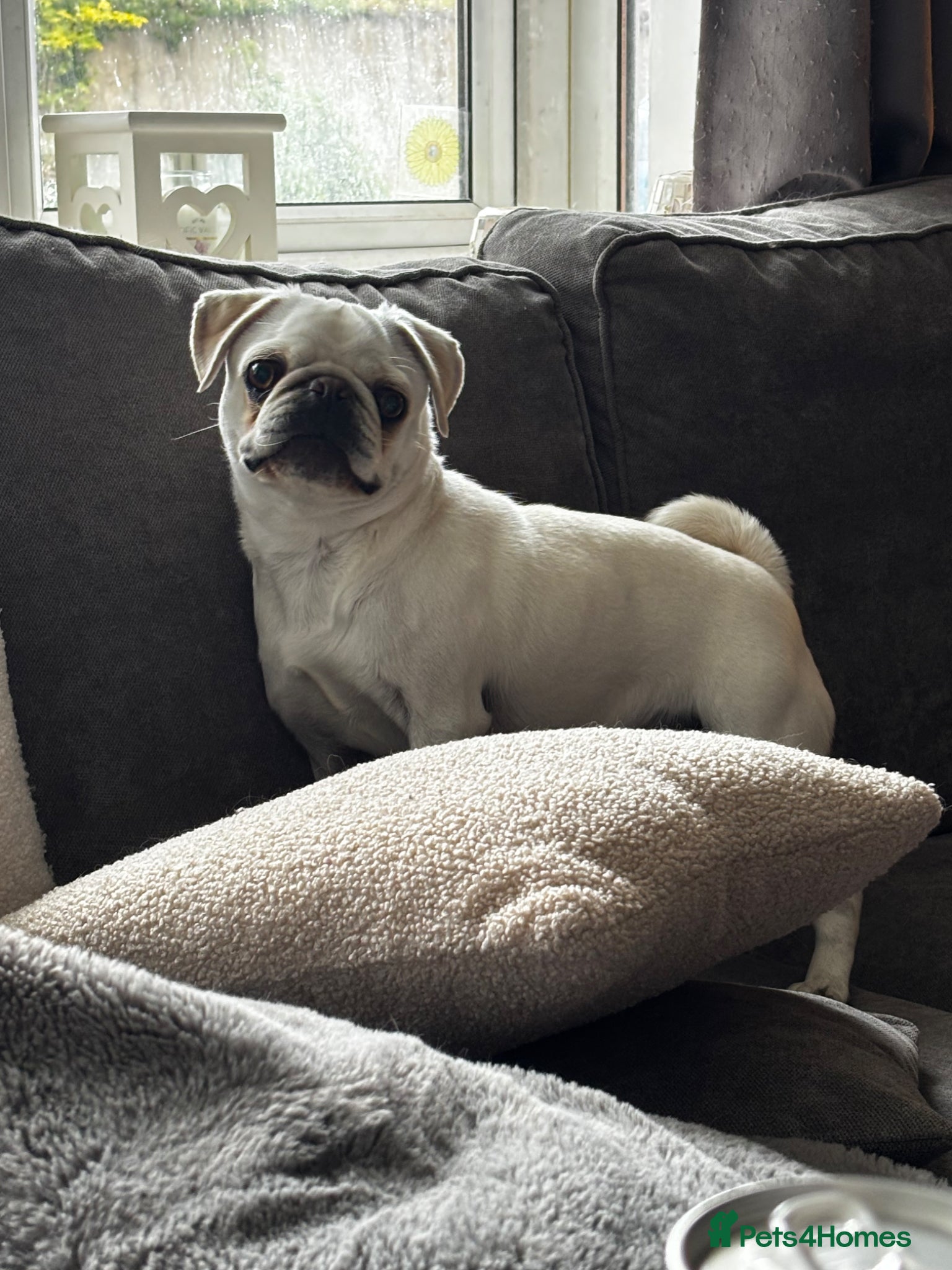 Pug dogs White female pug  - Advert 7