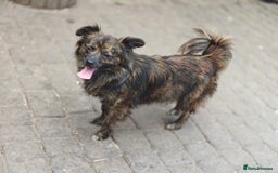 Mixed Breed dogs for adoption: 💖🐶 TWIGGY 🐶💖 - Image 2