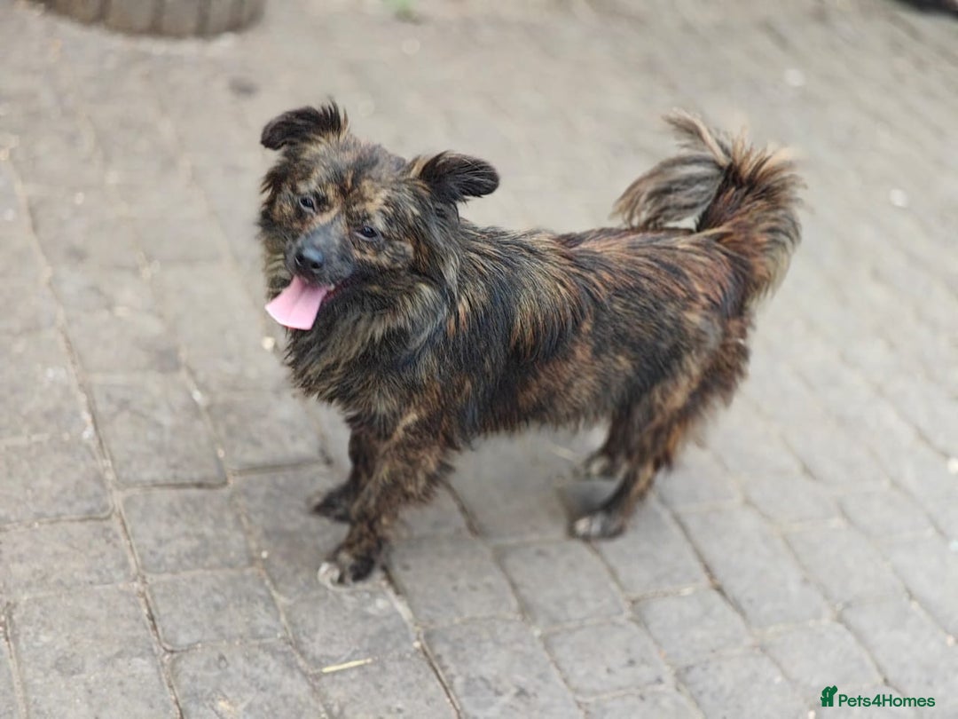Mixed Breed dogs for adoption: 💖🐶 TWIGGY 🐶💖 - Image 2