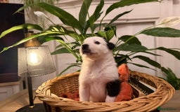 Border Collie dogs for sale: Pure Breed Boarder Collie Pups - Image 18