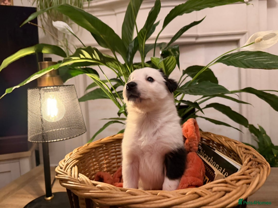 Border Collie dogs for sale: Pure Breed Boarder Collie Pups - Image 18