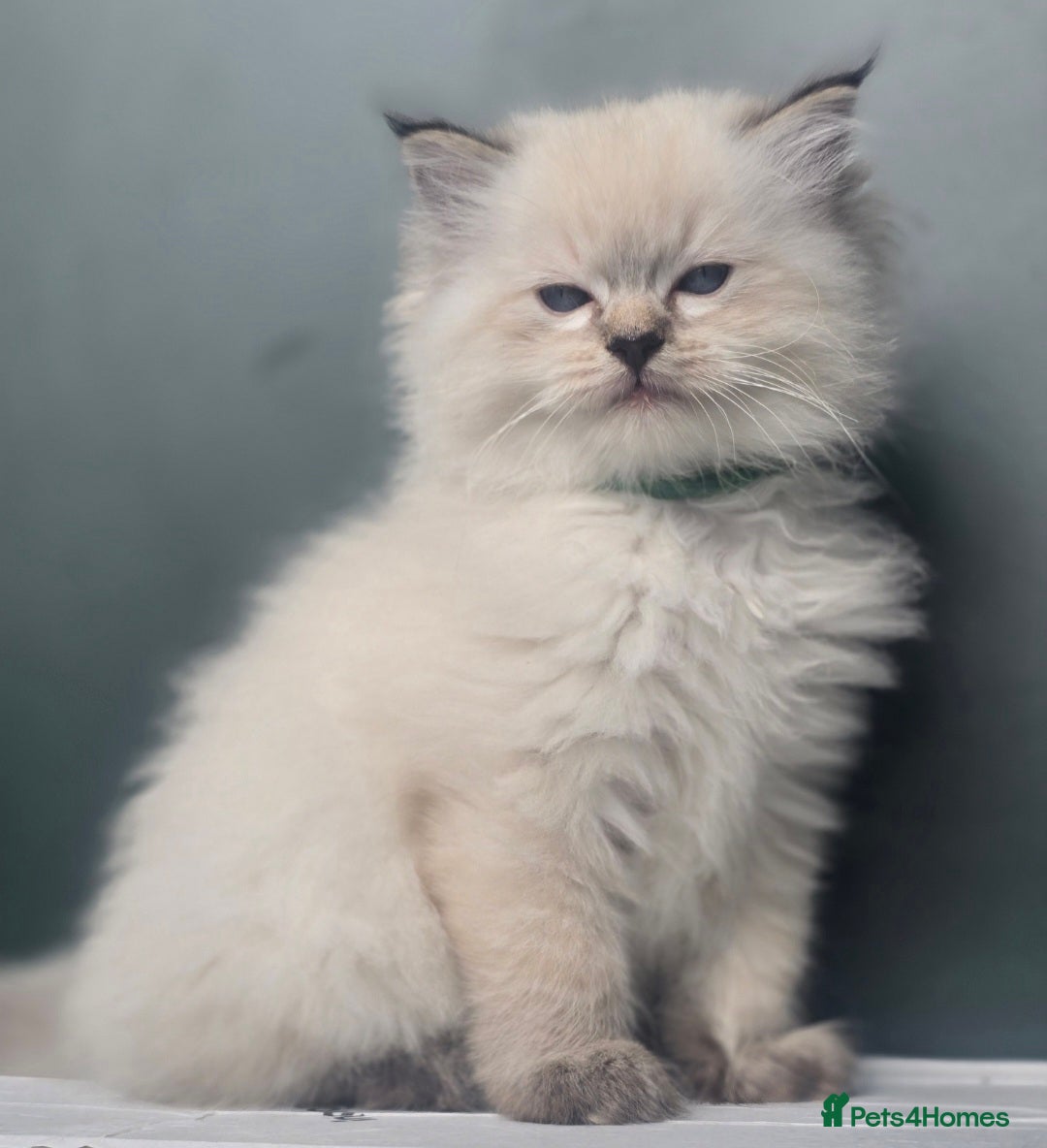 Ragdoll cats 🐾 TICA Beautiful Ragdoll Kittens - Last Boy 🐾 - Advert 6