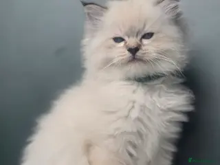 Ragdoll cats 🐾 TICA Beautiful Ragdoll Kittens - Last Boy 🐾 - Advert 6