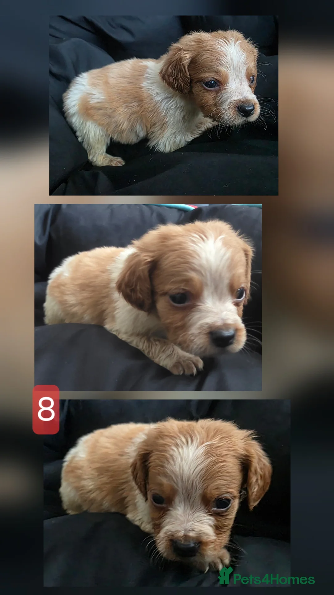 Brittany Spaniel dogs for sale: HAWKWISE LINES KC REGISTERED BRITTANYS - Advert 9