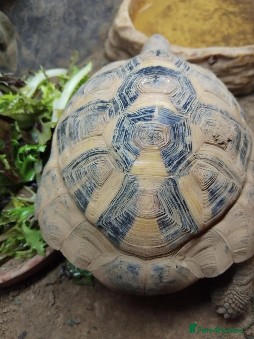 Tortoise reptiles for sale: 5 year old male Herman tortoise with set up - Advert 2