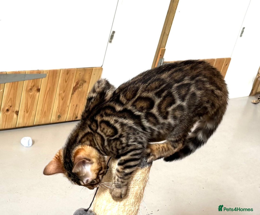 Bengal cats for sale: Brown rosetted male bengal kittens, TICA reg - Image 8