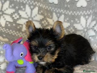 Yorkshire Terrier dogs Ready Now Last Small Boy Yorkshire Terrier - Advert 2