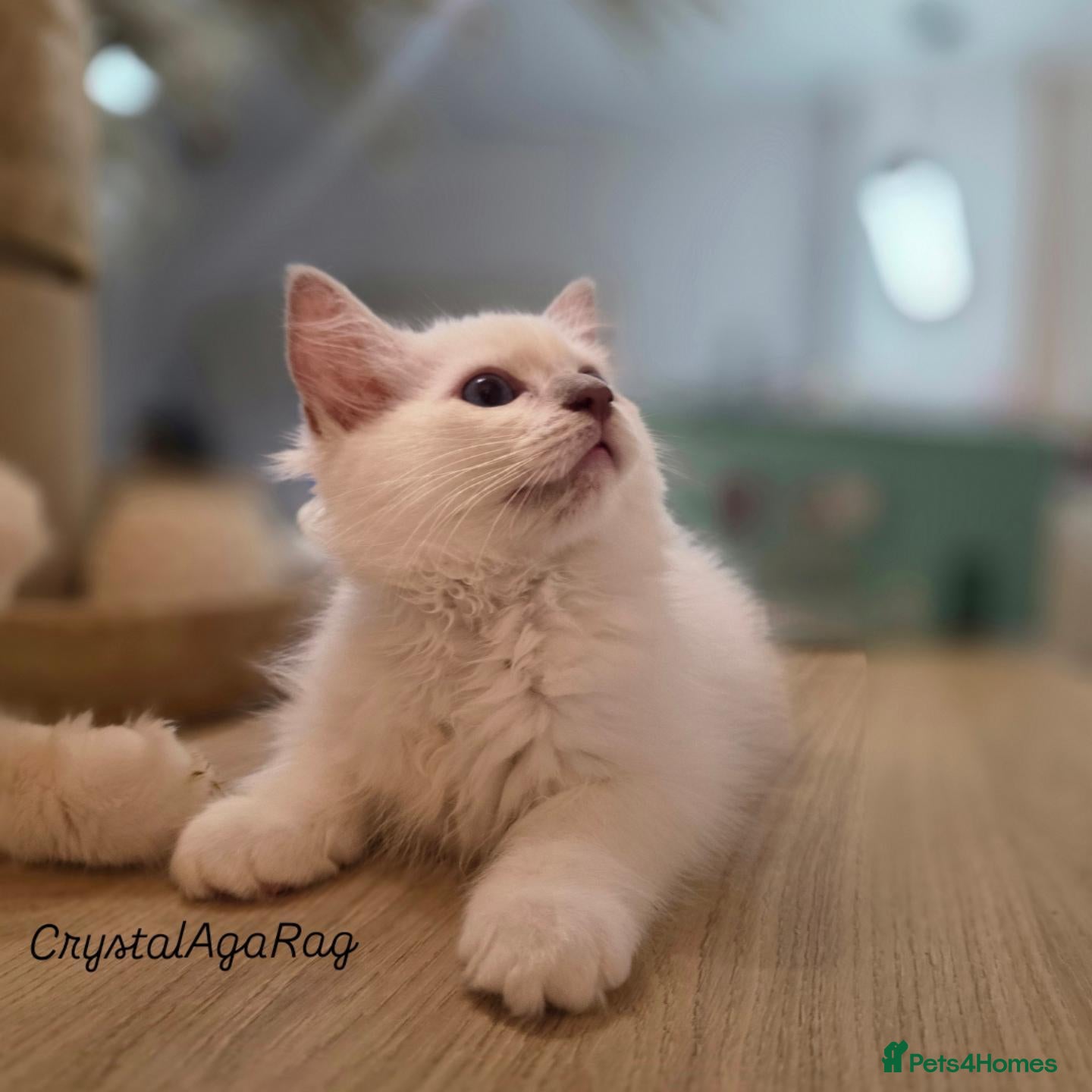 Ragdoll cats for sale: ✨ Stunning Lilac Mitted Ragdoll Boy  - Advert 19