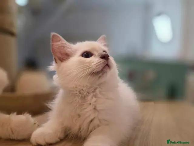 Ragdoll cats for sale: ✨ Stunning Lilac Mitted Ragdoll Boy - Advert 19