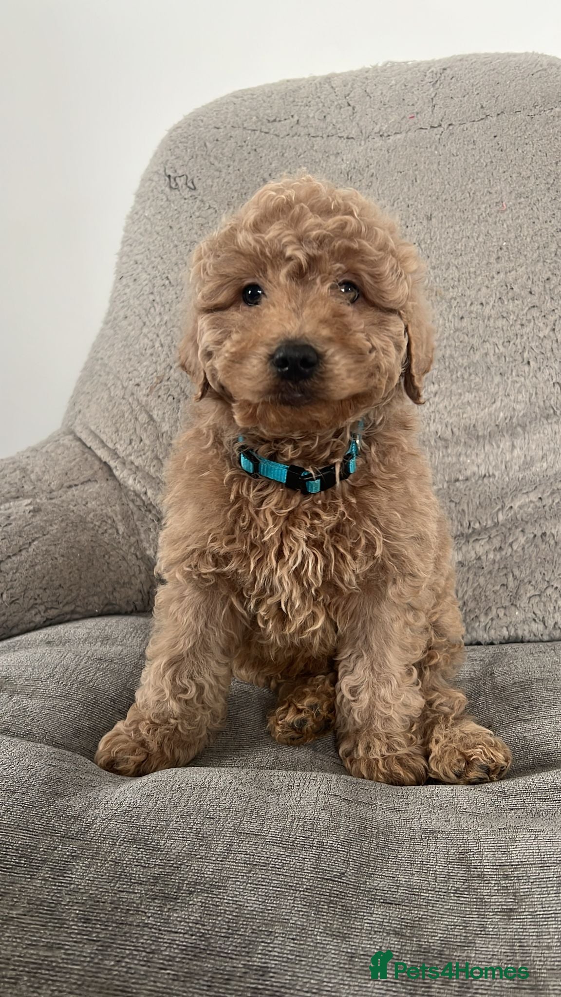 Cavapoo dogs Beautiful cavapoos for new homes - Advert 4