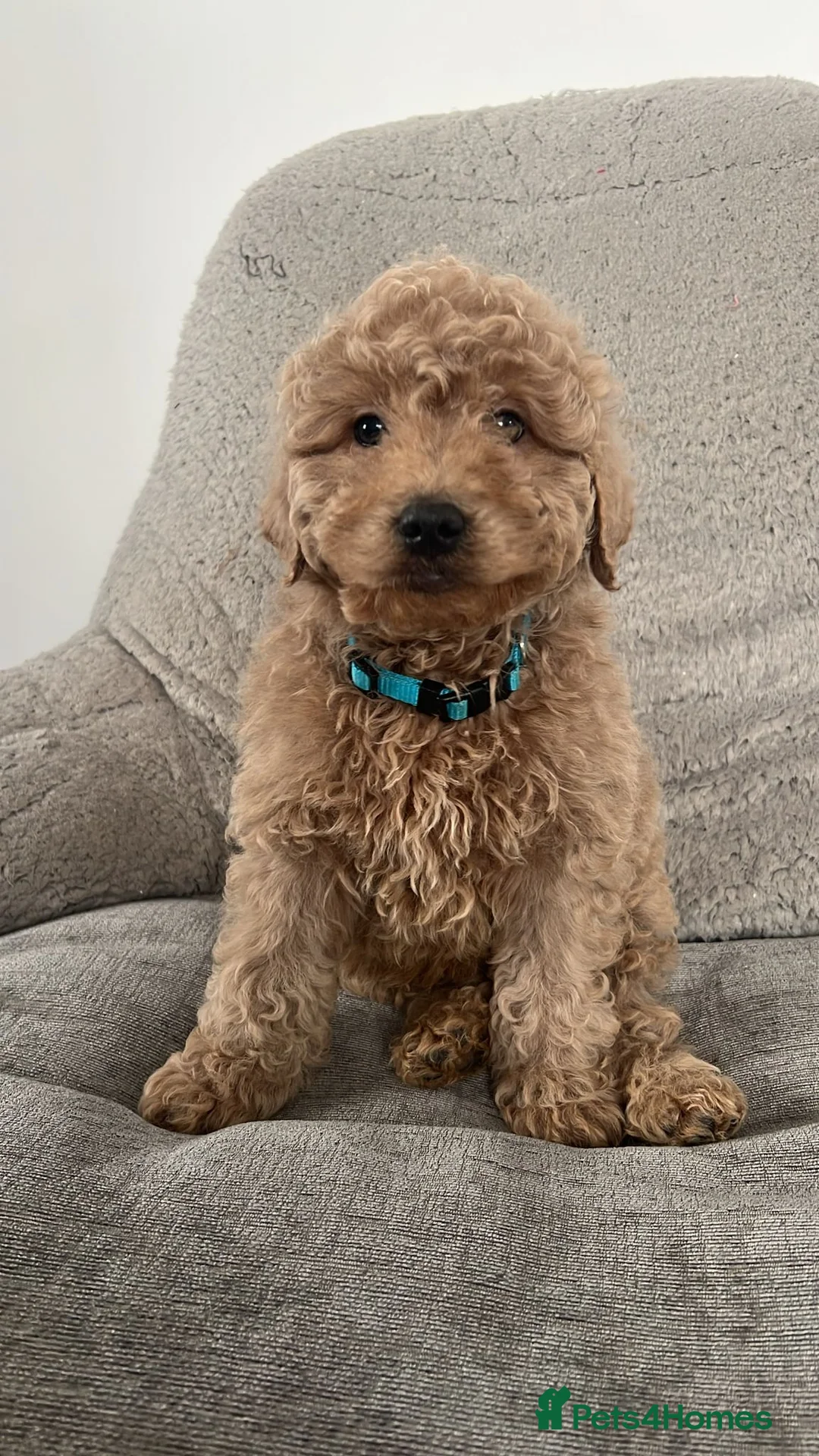 Cavapoo dogs for sale: Beautiful cavapoos for new homes - Advert 1