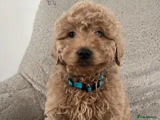 Cavapoo dogs Beautiful cavapoos for new homes - Advert 4