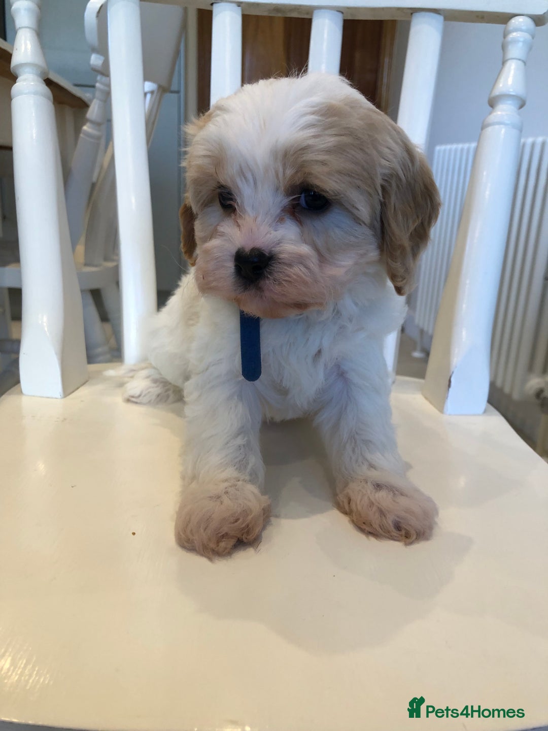 Cavapoo dogs for sale: Adorable Cavapoo Puppies  - Advert 8
