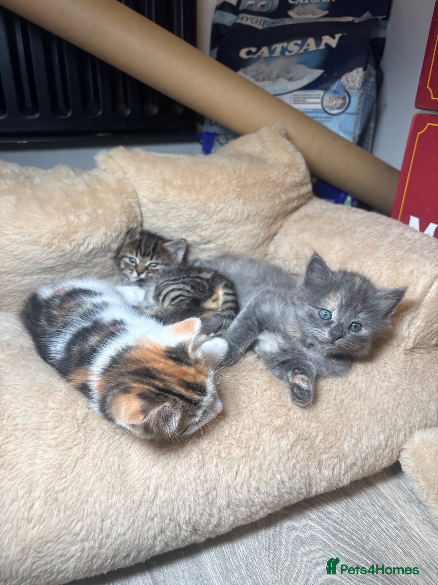 Mixed Breed cats for sale: 4girls 1boys mixed bengal kittens  in Maidstone - Advert 7