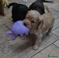 Cocker Spaniel dogs - Advert 2