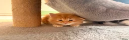 Mixed Breed cats for sale: Mixed Bread kittens - Advert 5