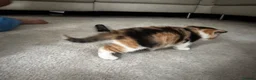 British Shorthair cats for sale: British short hair kittens  in Bolton - Advert 16