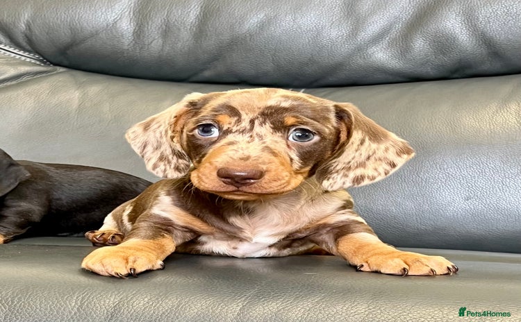 Miniature Dachshund dogs - Advert 4