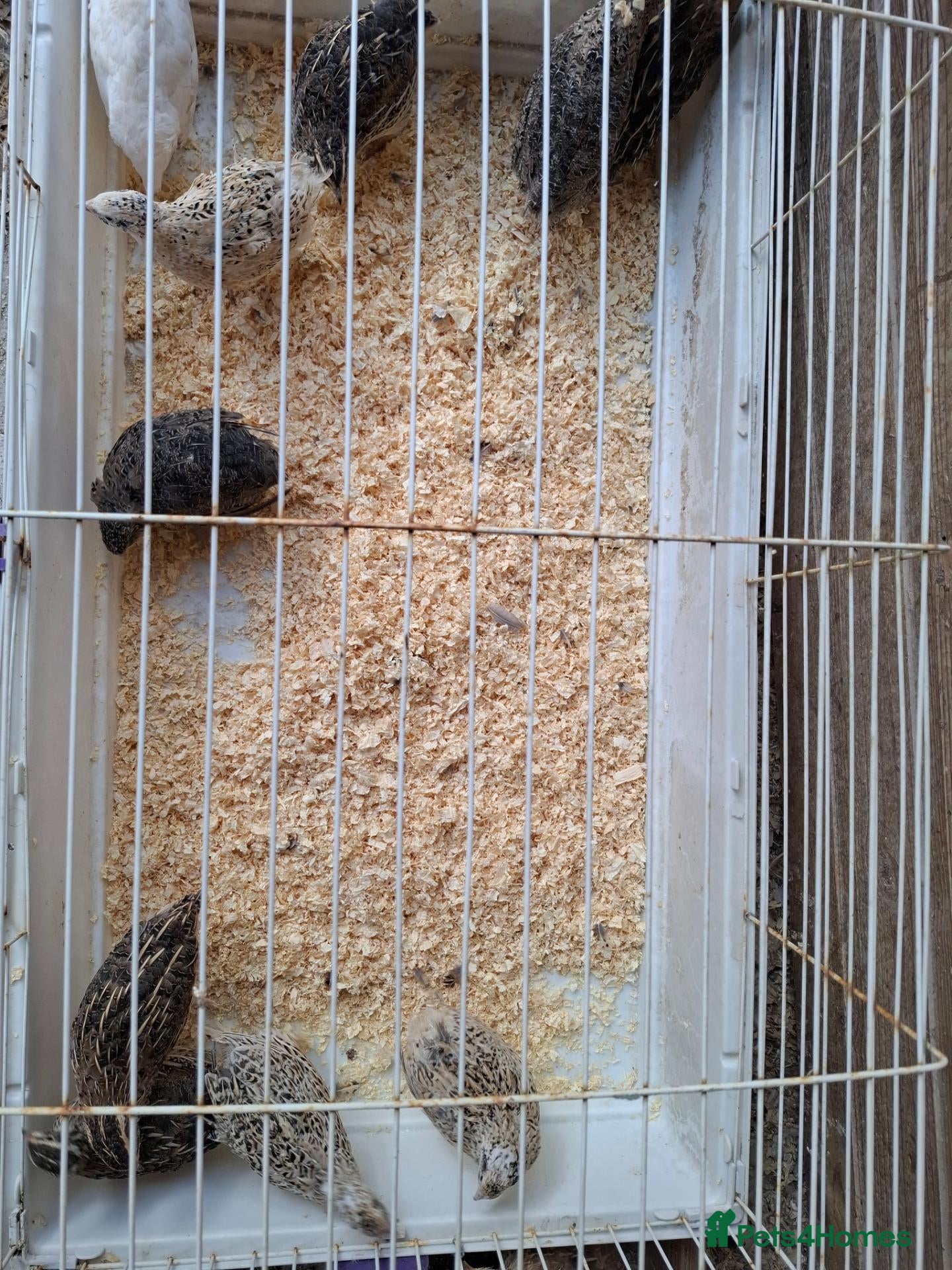 Quail poultry Coturnix Quails for sale all females - Advert 2