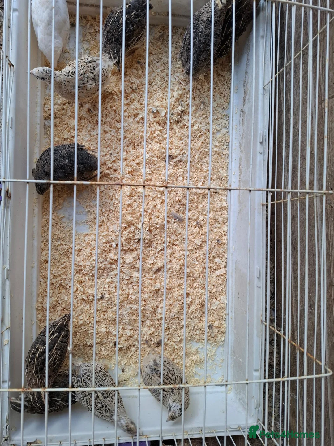 Quail poultry for sale: Coturnix Quails for sale all females - Advert 2
