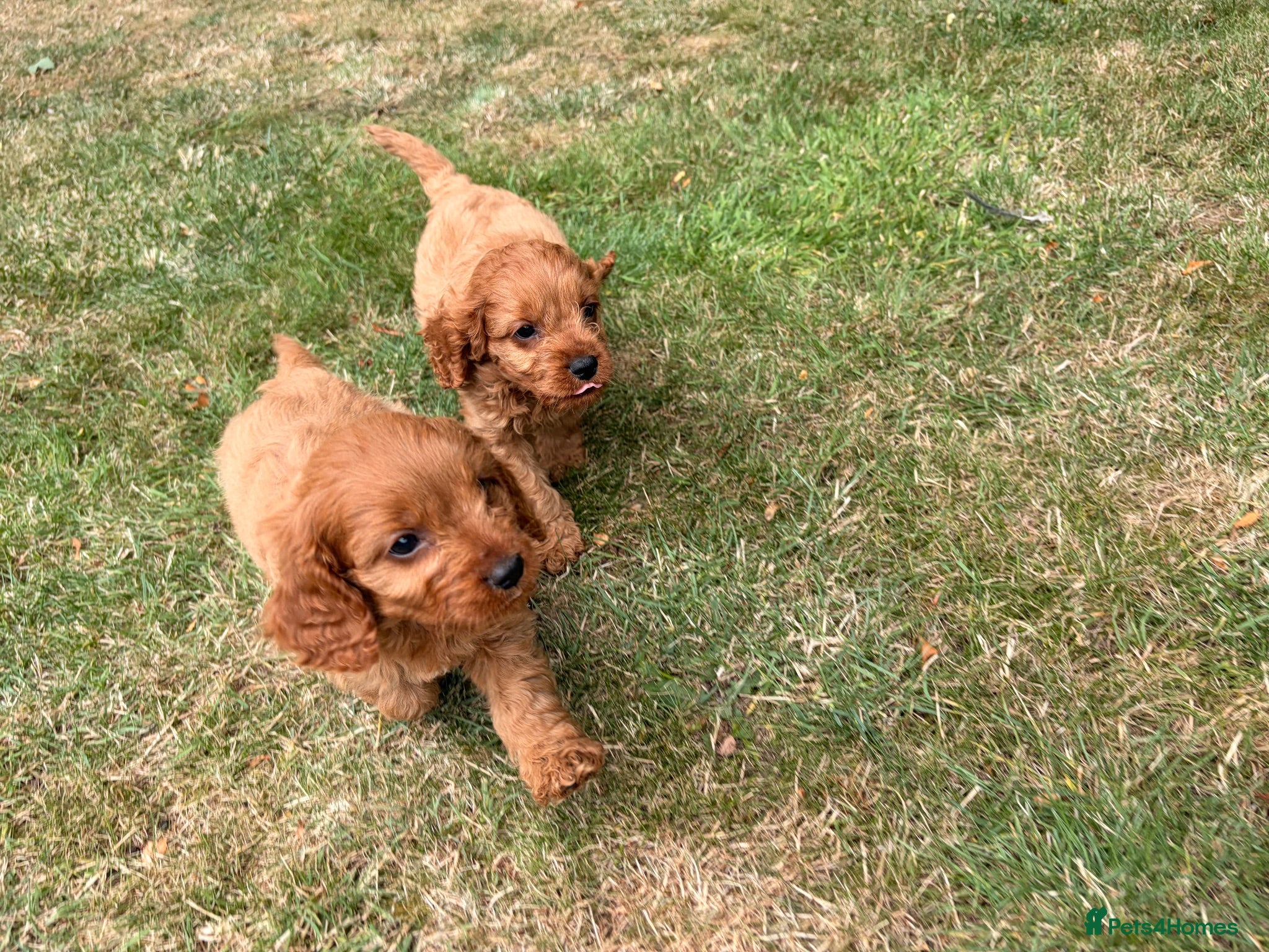 Cavapoo dogs Cavapoo puppy’s  - Advert 2