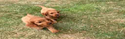 Cavapoo dogs for sale: Cavapoo puppy’s  - Advert 1