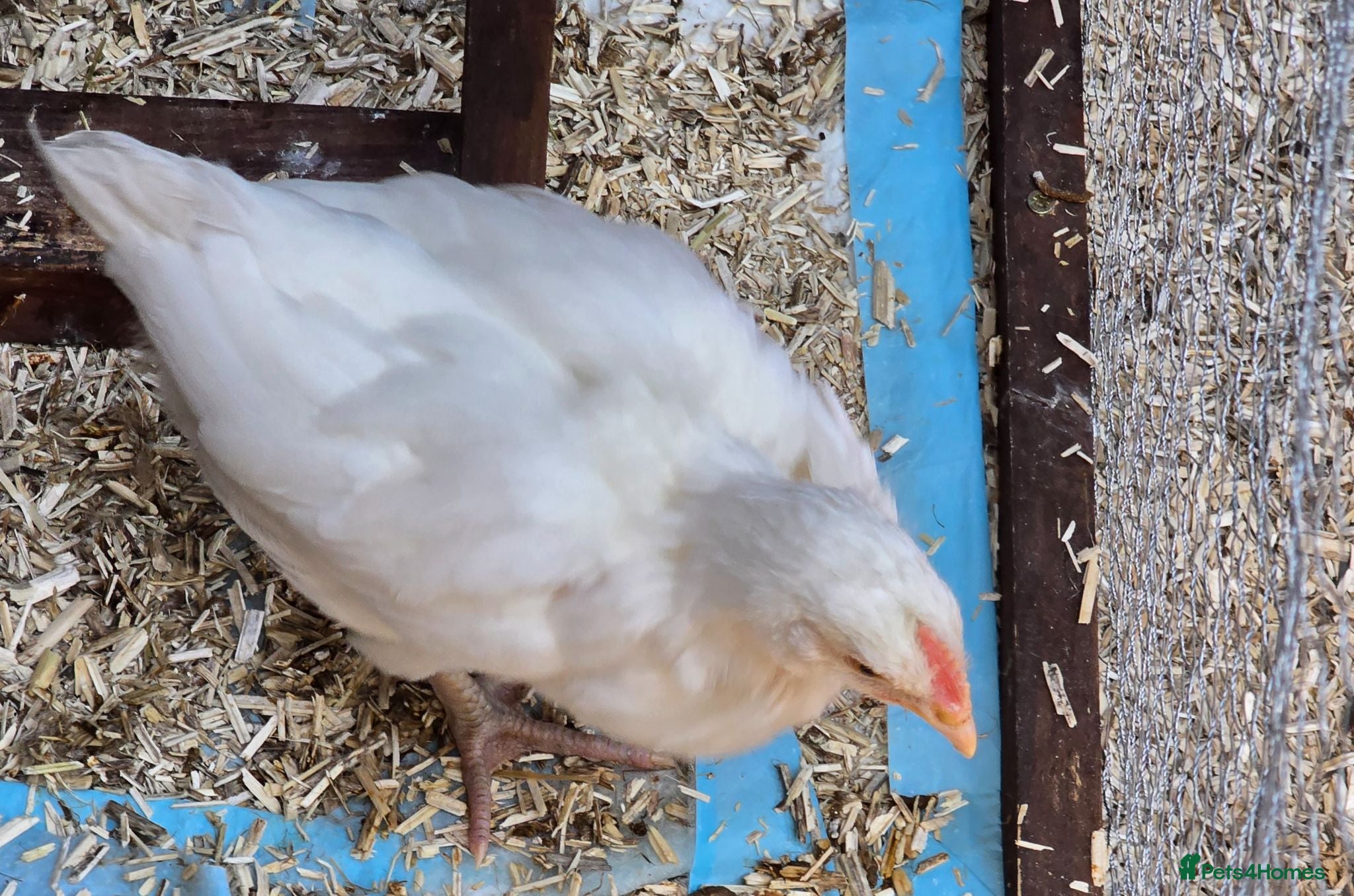 Chickens poultry White astralorp cocheral - Advert 1