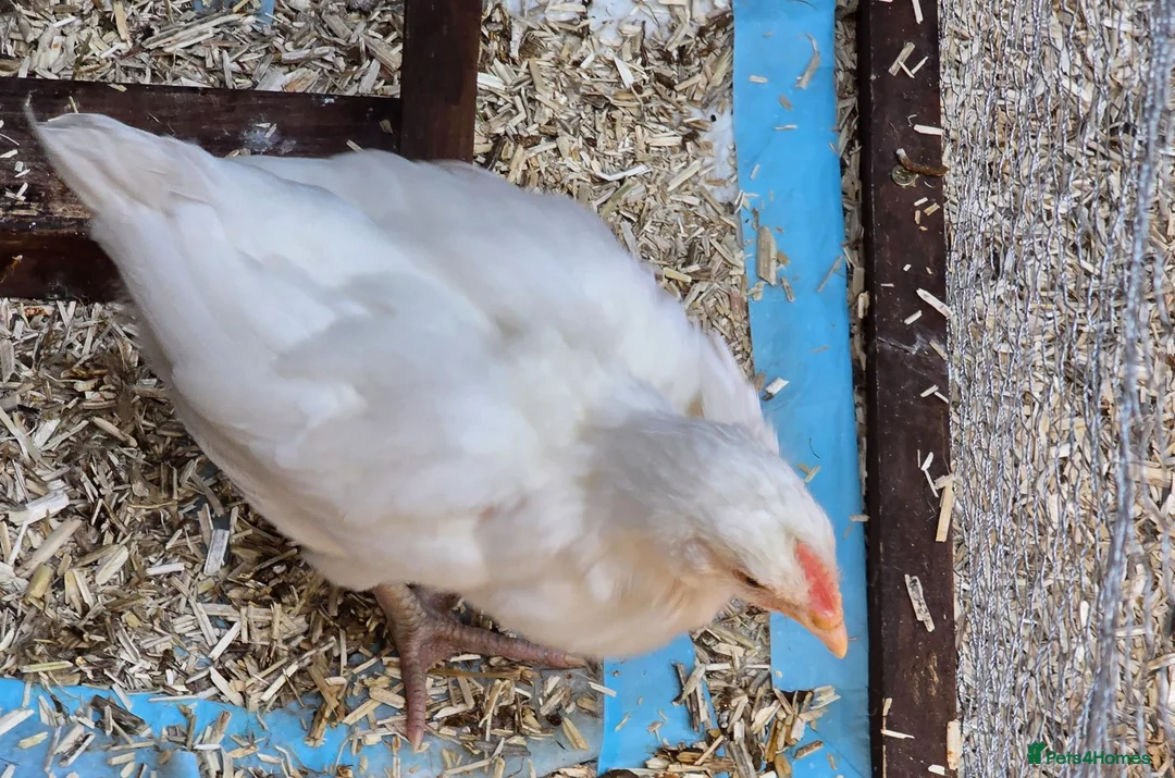 Chickens poultry for sale: White astralorp cocheral - Advert 1