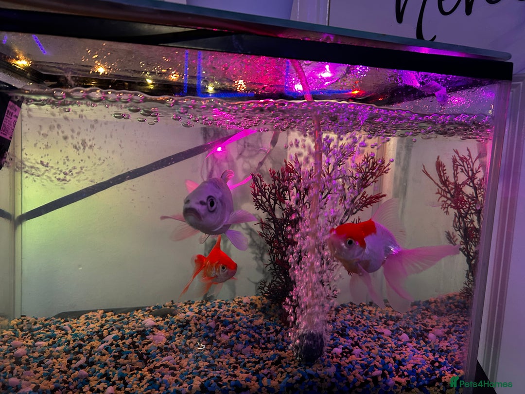 Koi Carp fish for sale: Koi ( only the silver one)  - Advert 5