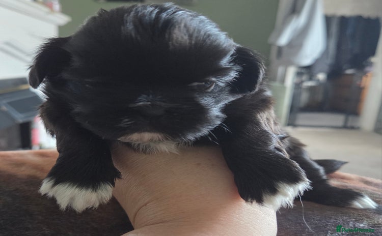Shih Tzu dogs - Advert 4