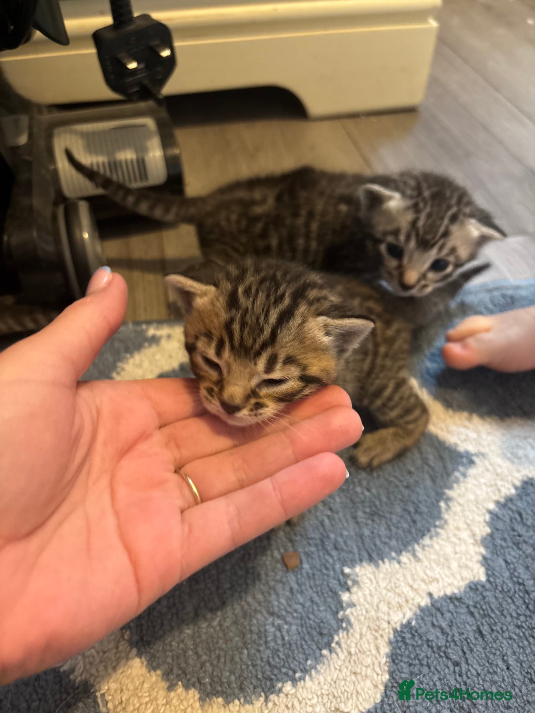 Bengal cats for sale: Bengal and half breed Bengal kittens  - Image 12