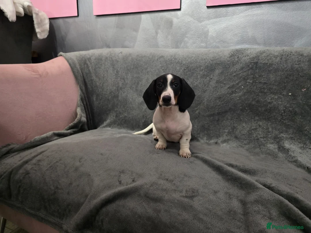 Miniature Dachshund dogs for sale: Mini piebald male dachshund  - Advert 1