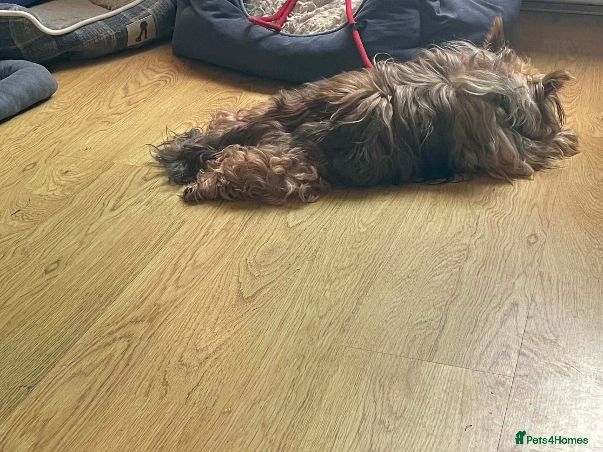 Mixed Breed dogs for adoption: Brantis -Hingham Norfolk  in Norwich - Advert 5