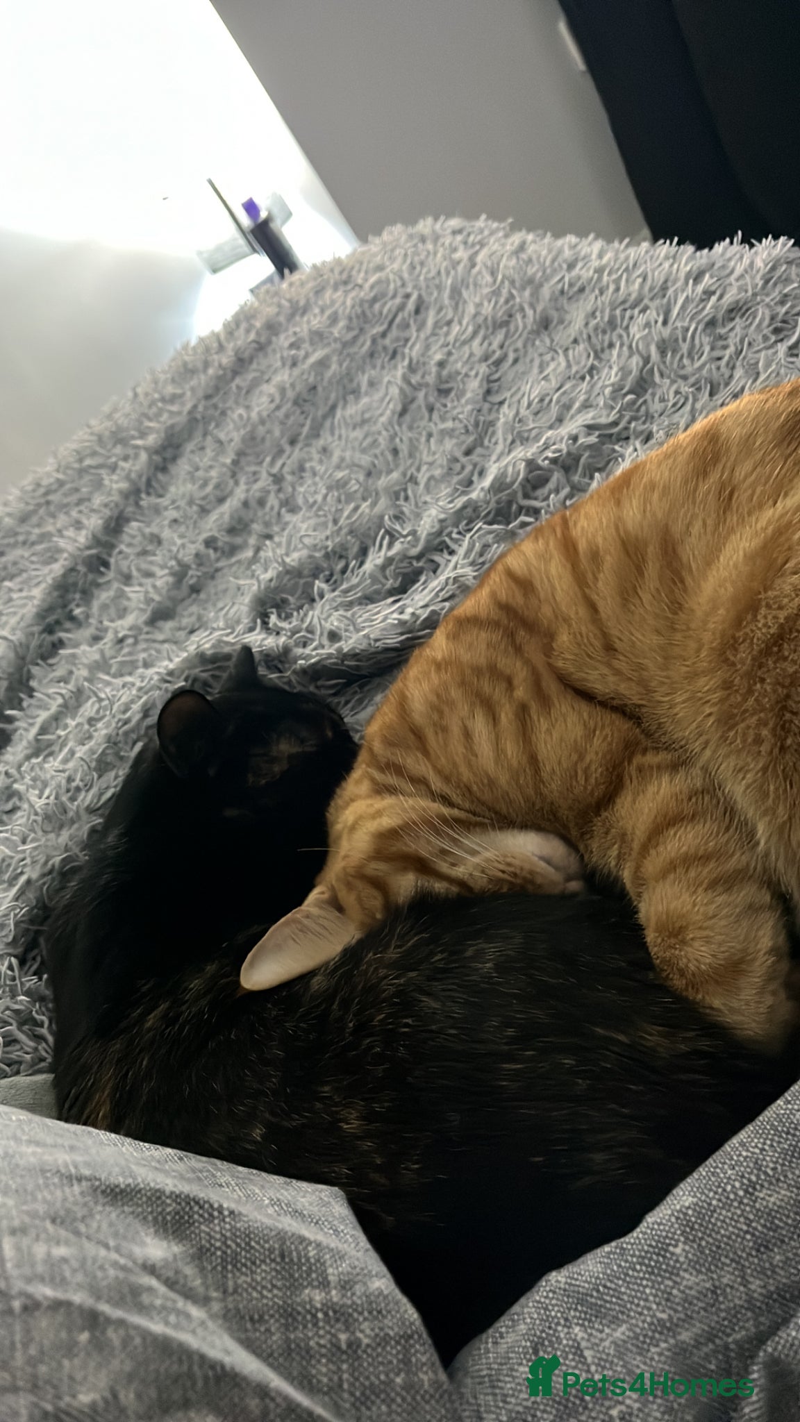 Mixed Breed cats 3 Amazing Cats To Go To A Loving Home - Advert 6