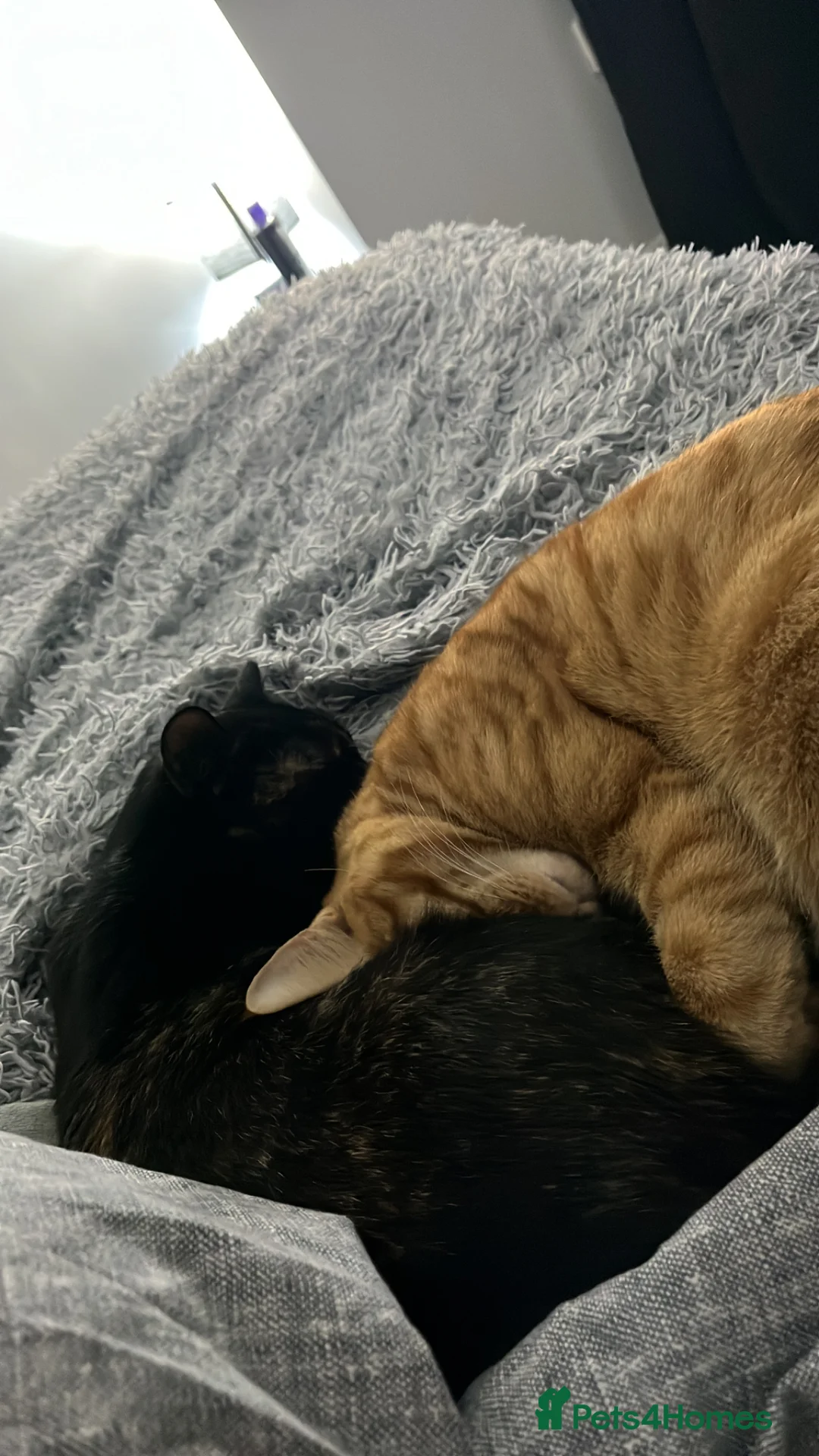 Mixed Breed cats for sale: 3 Amazing Cats To Go To A Loving Home in Jarrow - Advert 1