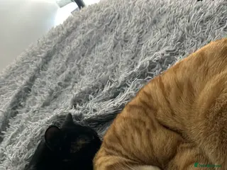 Mixed Breed cats 3 Amazing Cats To Go To A Loving Home - Advert 6