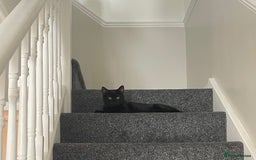 British Shorthair cats for sale: Loki - 6 months old kitten - Image 1
