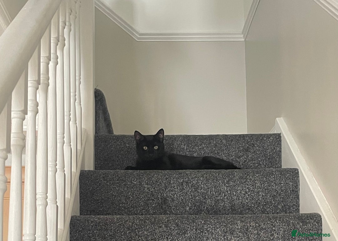 British Shorthair cats for sale: Loki - 6 months old kitten - Image 1