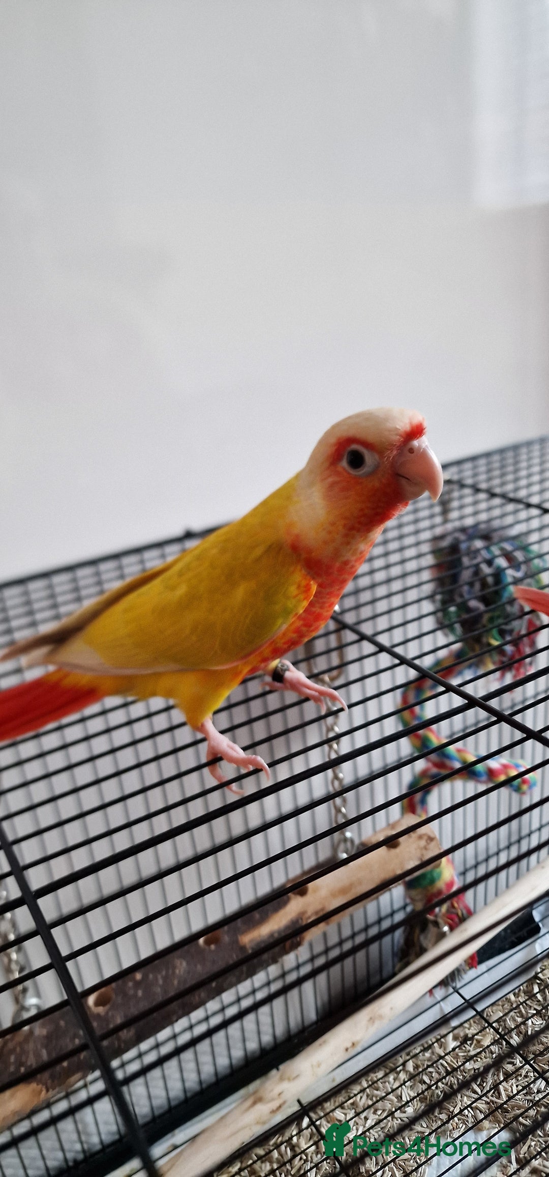 Conures birds for sale: Beautiful fully hand reared conure baby's  - Image 17