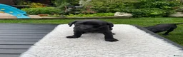 Labrador Retriever dogs for sale: Four little Labrador boys ready for their new home in Bury - Advert 8