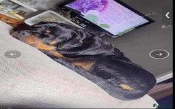 Rottweiler dogs for sale: Rottweiler 10 month old - Image 4