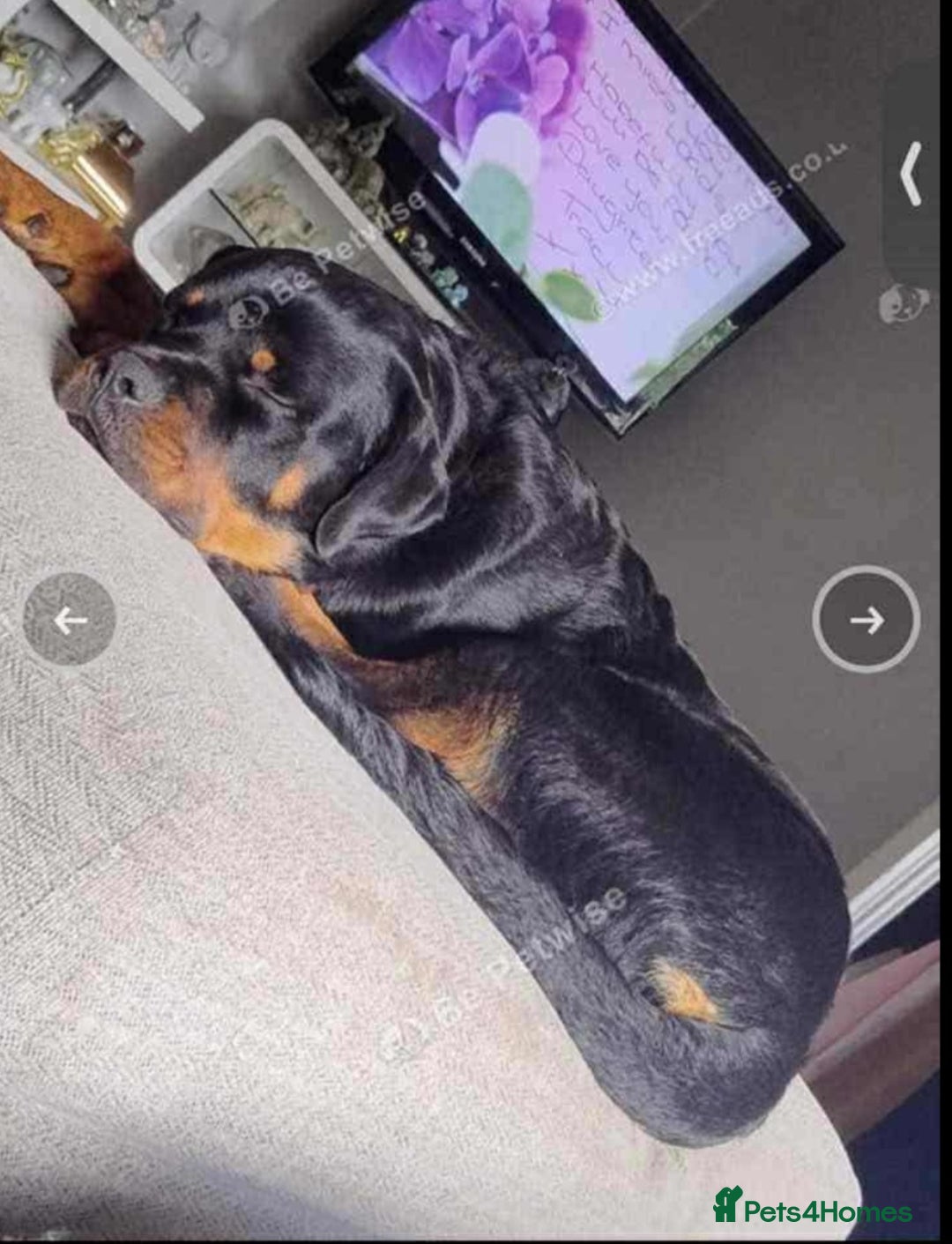 Rottweiler dogs for sale: Rottweiler 10 month old - Image 4
