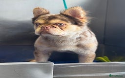 French Bulldog dogs for stud: Proven Full Fluffy Rojo Merle Stud (AI Included ) - Image 2