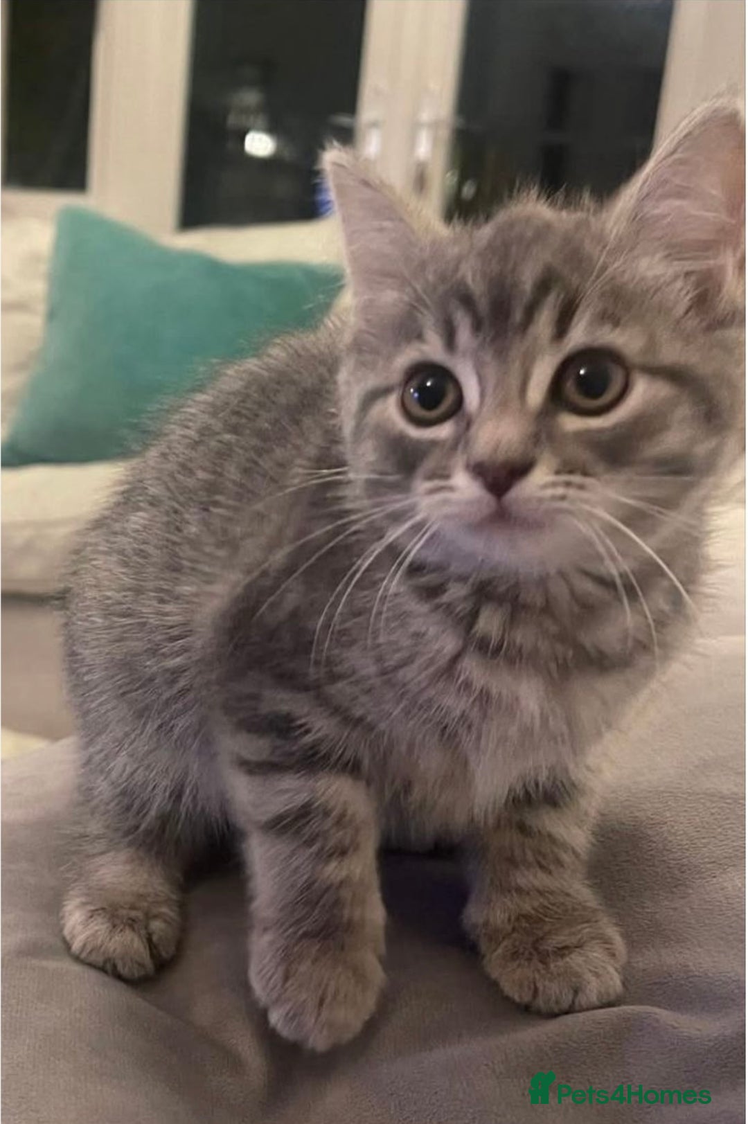 Mixed Breed cats for sale: Adorable Ragdoll Mix Kittens for Sale! - Image 6