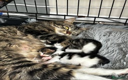 Maine Coon cats for sale: Unique Maine Coon Cross Kittens - Image 2